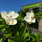Magnólia veľkokvetá (Magnolia grandiflora) ´GALLISONIENSIS´ - výška 250-270 cm, kont. C25L, obvod kmeňa 6/8 cm - NA KMIENKU